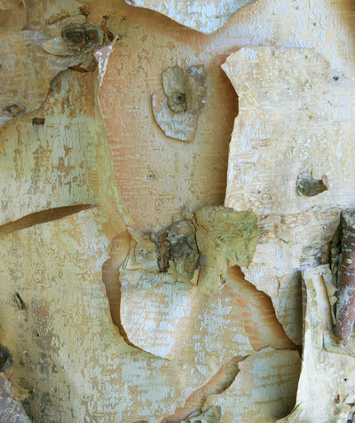 A closeup of the beige, peach and white exfoliating bark of the native River Birch
