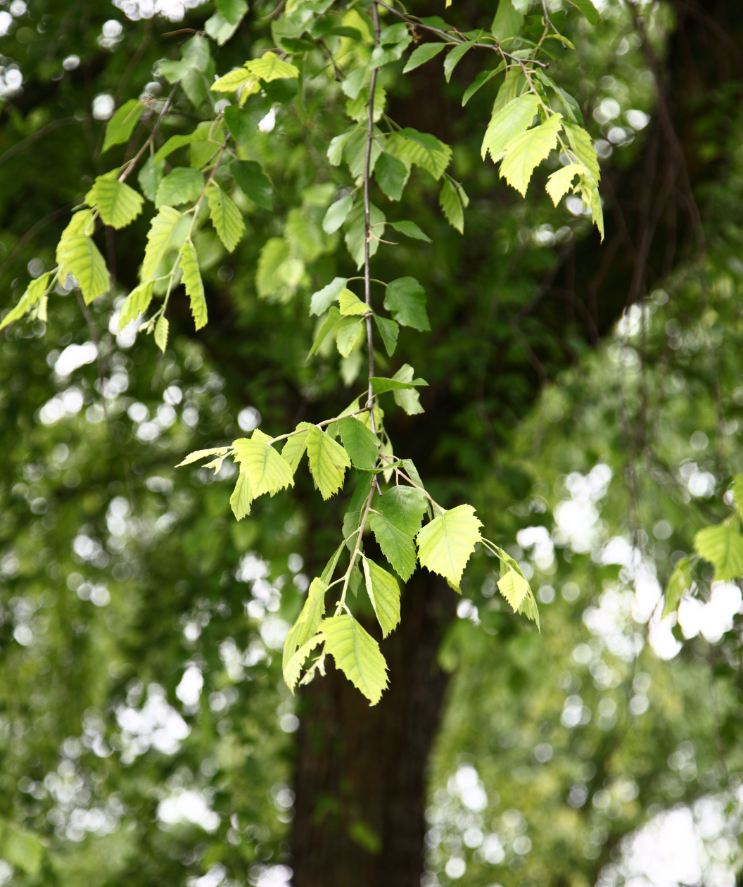 The green leaves of the native River Birch hanging on a branch