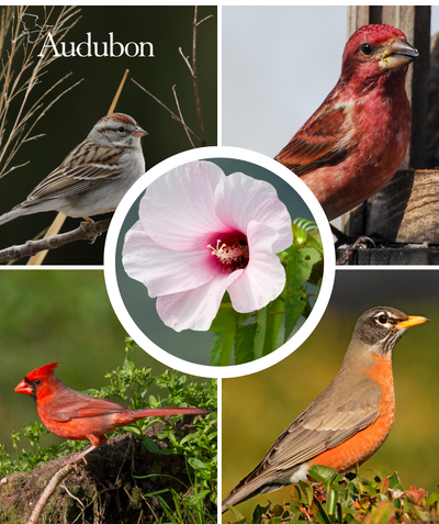 Audubon Native Rose Mallow and native birds