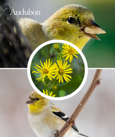 Audubon Native Rosin Weed and native birds