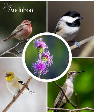 Audubon Native Rough Blazing Star and native birds