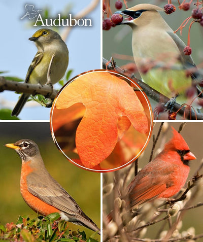 Close up of Audubon Native Sassafras leaf in fall color, unique leaf that is orange in color, surrounded by pictures of birds