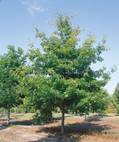 Audubon Native Scarlet Oak tree