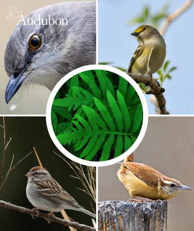 Audubon Native Sensitive Fern and native birds