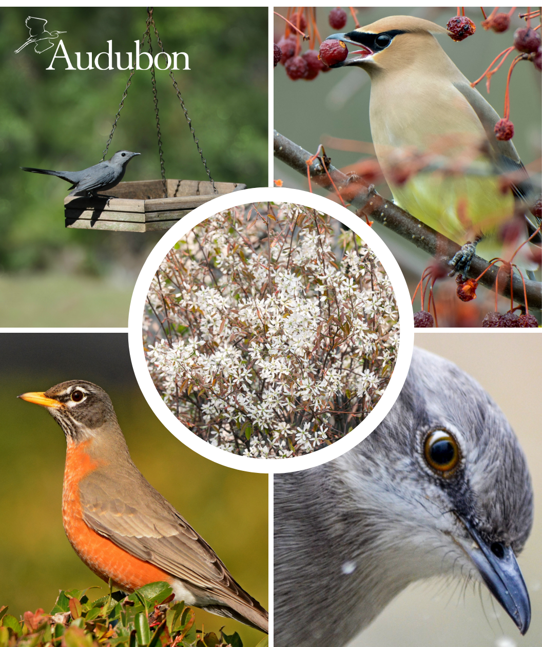 Audubon® Shadblow Serviceberry Treeling