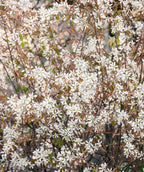 Close up of Shadblow Serviceberry flowers, lots of small white flowers with small conical shaped light green and redish-brown colored leaves