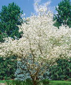 A multi stemmed, native Shadblow Serviceberry tree planted in a landscape, covered in white spring flowers with blue and green evergreens behind it, causing the flower color to pop