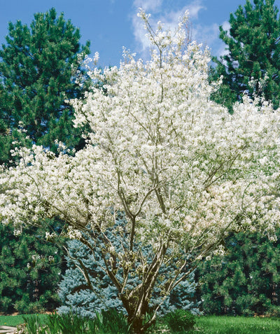 A multi stemmed, native Shadblow Serviceberry tree planted in a landscape, covered in white spring flowers with blue and green evergreens behind it, causing the flower color to pop
