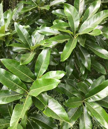 Native Shingle Oak green leaves