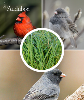 Audubon Native Short's Sedge and native birds
