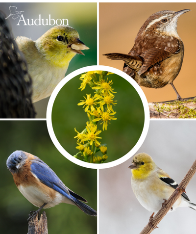 Audubon Native Showy Goldenrod and native birds