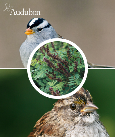 Audubon Native Shrub Indigo and native birds