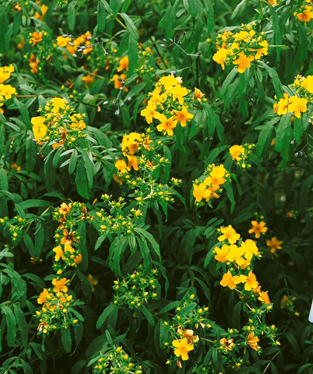 Audubon® Native Shrubby St. John's Wort Bower & Branch