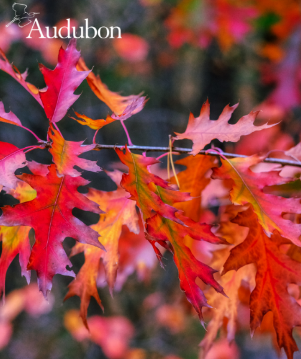 Audubon® Native Shumard Oak Treeling Bower & Branch