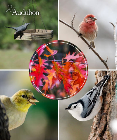 Audubon Native Shumard Oak closeup of green leaves transitioning to red fall color, surrounded by pictures of birds