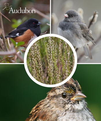 Audubon Native Sideoats Grama and native birds