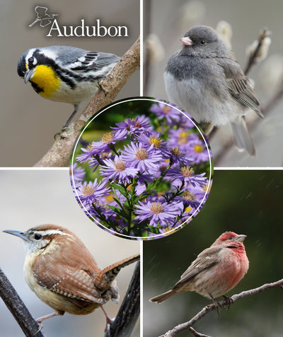 Close up of Audubon Native Smooth Aster flowers, small light purple flowers with yellowish colored centers emerging from short narrow green foliage, centered around pictures of birds