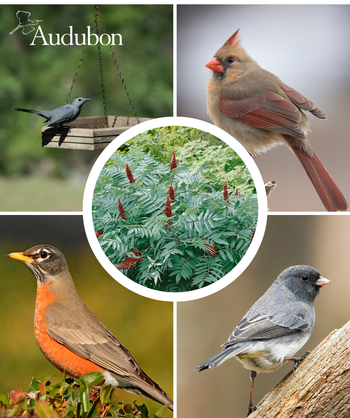 Audubon Native Smooth Sumac and native birds