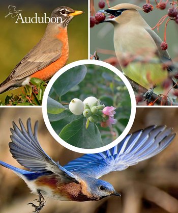 Audubon Native Snowberry and native birds