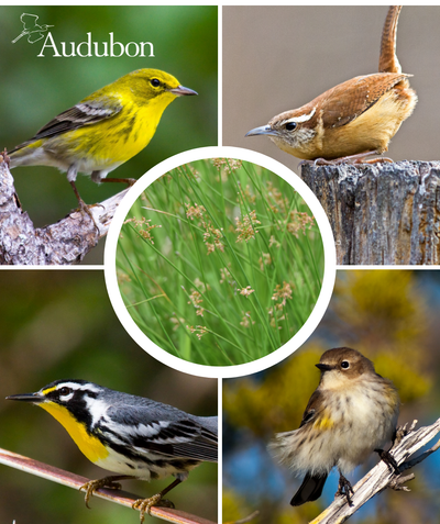 Audubon Native Soft Rush and native birds