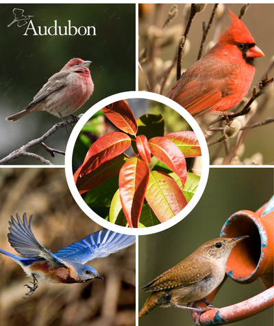 Audubon Native Sourwood and native birds