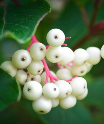 Audubon Native Southern Swamp Dogwood white berries