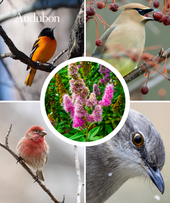 Audubon Native Steeplebush and native birds