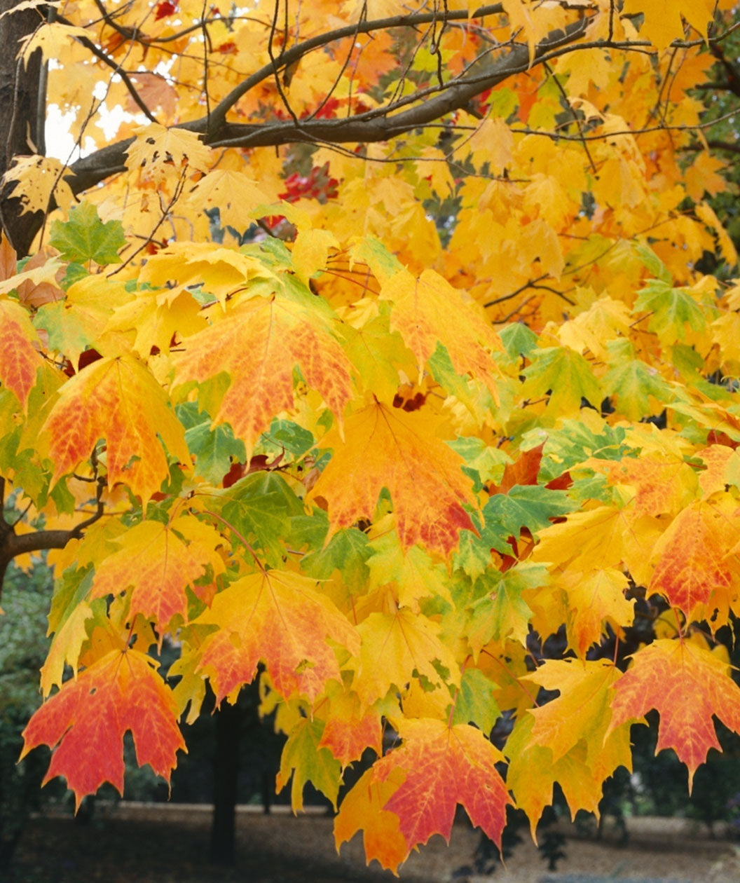 The brilliant fall colors of our Sugar Maple as the transition from green to yellow, orange and red hues