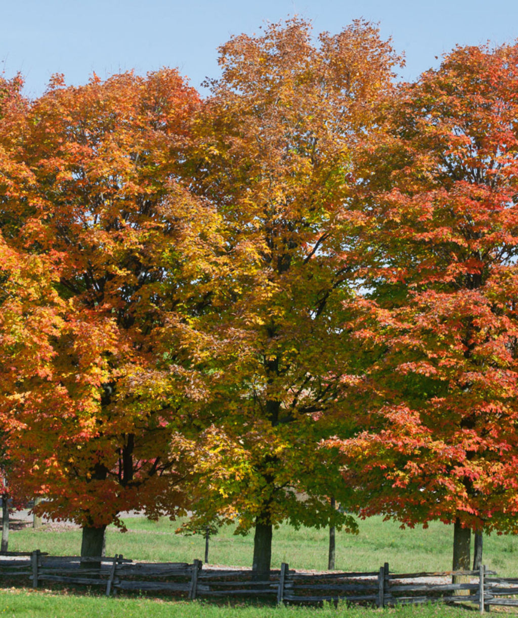 Three mature Sugar Maple trees lining a road as they transition from their green summer color to their reds, oranges and yellows of fall