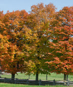 Three mature Sugar Maple trees lining a road as they transition from their green summer color to their reds, oranges and yellows of fall