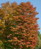 Mature Sugar Maples showing off their deep red fall color