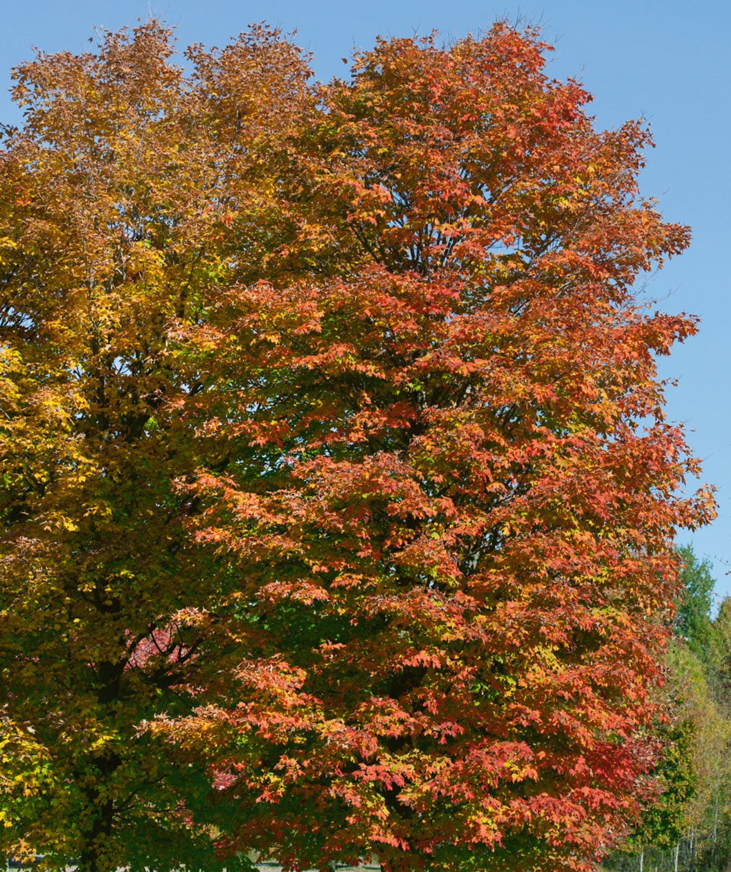 Mature Sugar Maples showing off their deep red fall color