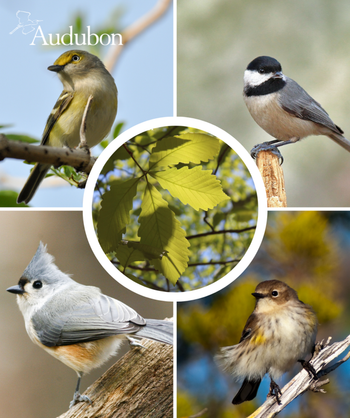 Audubon Native Swamp Chestnut Oak and native birds