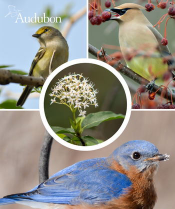 Audubon Native Swamp Dogwood and native birds