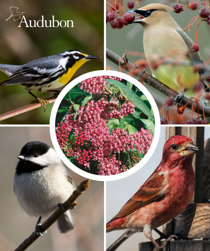 Attracting summer birds: Tailor the menu 