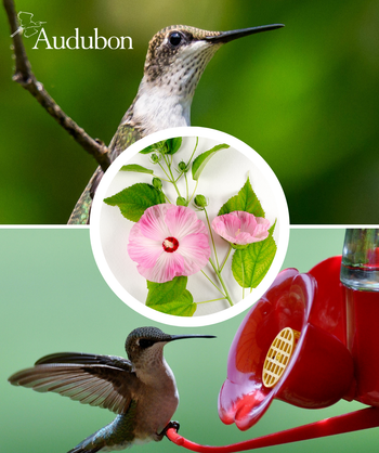 Audubon Native Swamp Rose Mallow and native birds