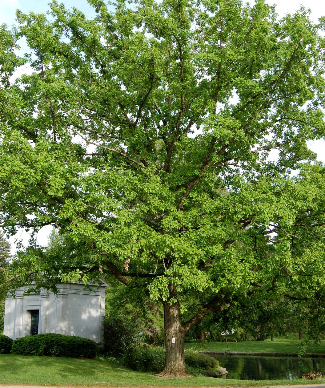 Native Swamp White Oak