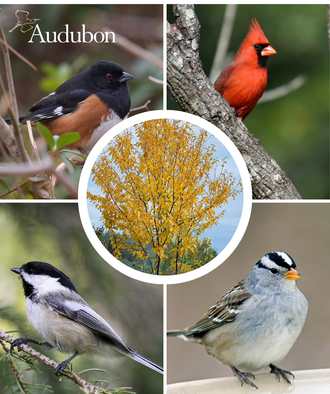 Audubon® Native Sweet Birch Treeling