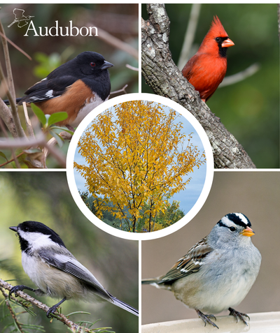 Audubon Native Sweet Birch in its brilliant yellow fall color and four varieties of native birds that benefit from the native Sweet Birch