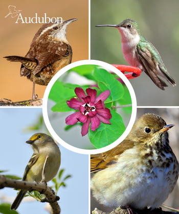 Audubon Native Sweetshrub and native birds