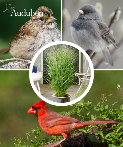 Audubon Native Switchgrass and native birds