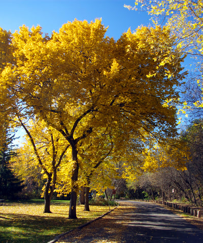 Valley Forge American Elm trees planted along a pathway in bright yellow fall color