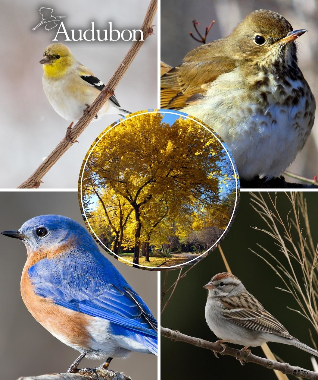 Audubon® Native Valley Forge American Elm