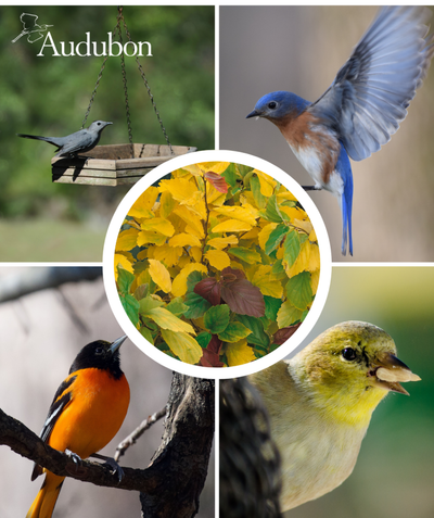Audubon Native Vernal Witchhazel and native birds