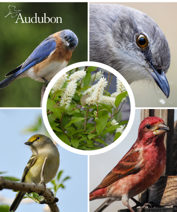 Audubon Native Virginia Sweetspire and native birds