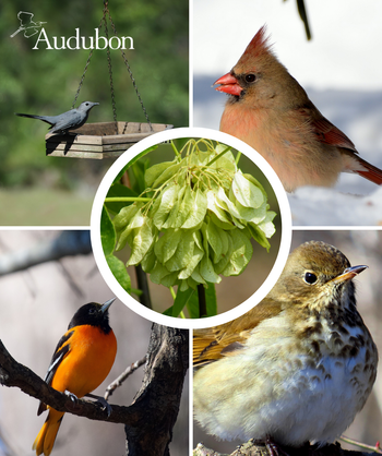 Audubon Native Wafer Ash and native birds