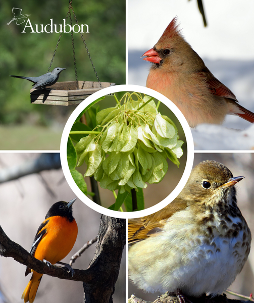 Attracting summer birds: Tailor the menu 