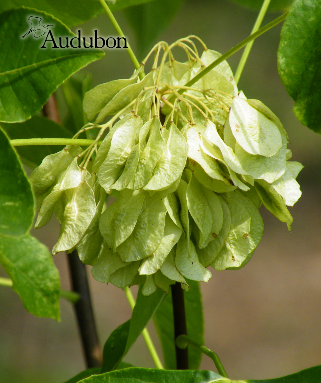 Audubon® Native Wafer Ash Treeling Bower & Branch