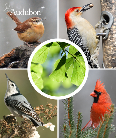 Audubon Native Water Oak and native birds