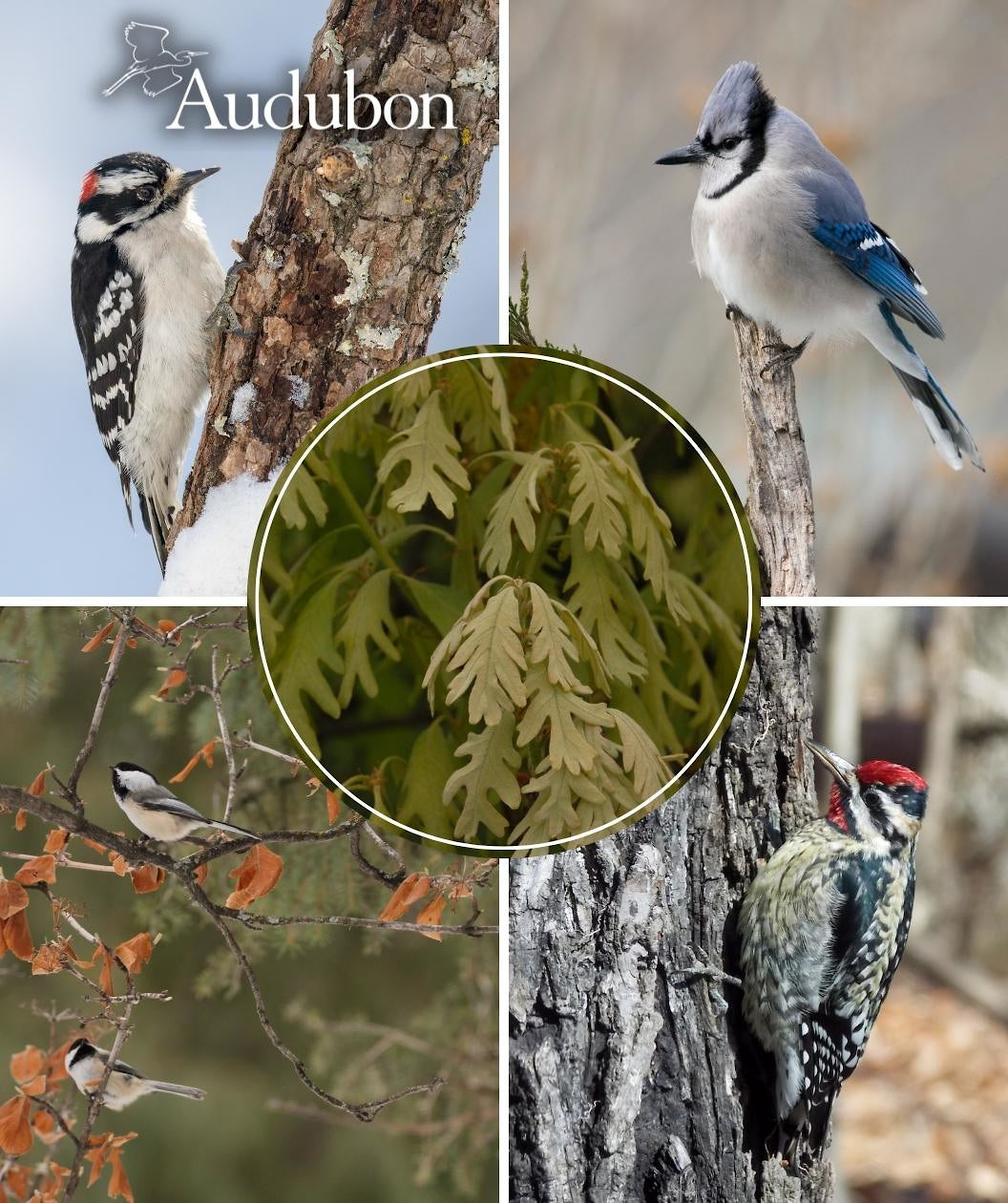 Audubon® Native White Oak